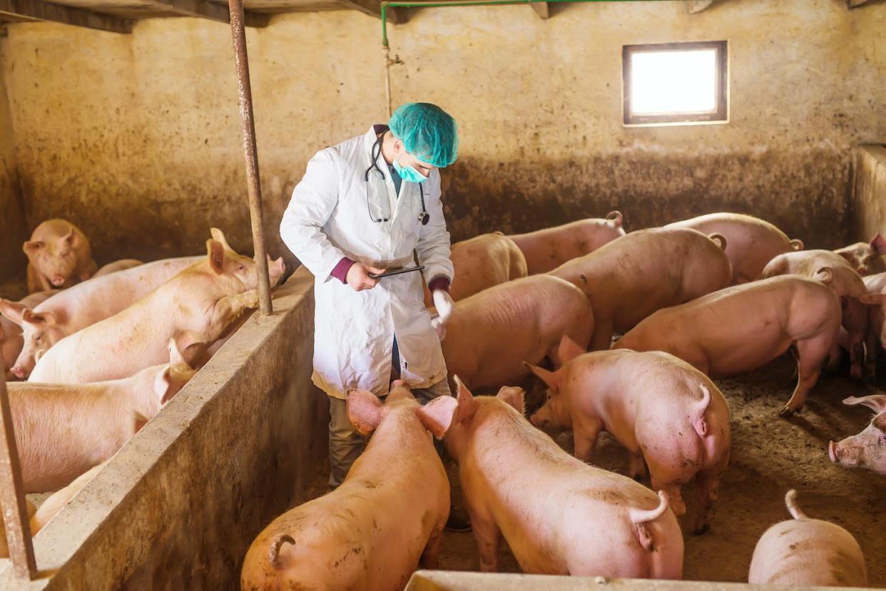 Vaccines help protect farm animals from various diseases. <a href="https://www.gettyimages.com/detail/photo/veterinarian-and-pigs-royalty-free-image/512631046" rel="nofollow noopener" target="_blank" data-ylk="slk:dusanpetkovic/iStock via Getty Images Plus;elm:context_link;itc:0;sec:content-canvas" class="link ">dusanpetkovic/iStock via Getty Images Plus</a>