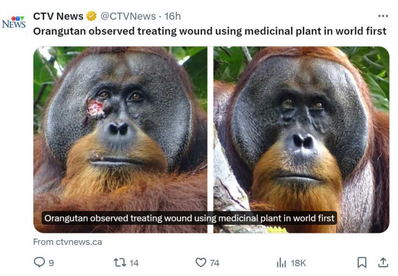 印尼一隻紅毛猩猩懂得用草藥治療傷口。（圖／翻攝自X）