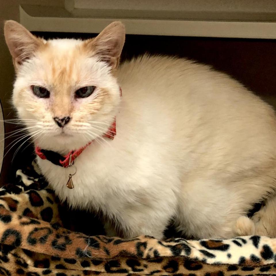 Kida came to SPCA Florida in November 2022. At 15 years of age, she needs a loving guardian in her golden years. She suffers from constipation, which is well regulated with stool softener. She is shy, affectionate and will want to lounge with you on the couch.