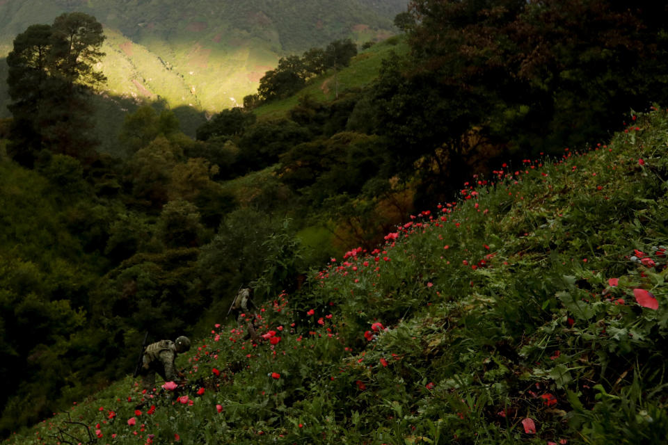 Soldiers destroy a field of illegal opium plantation in the Sierra Madre del Sur