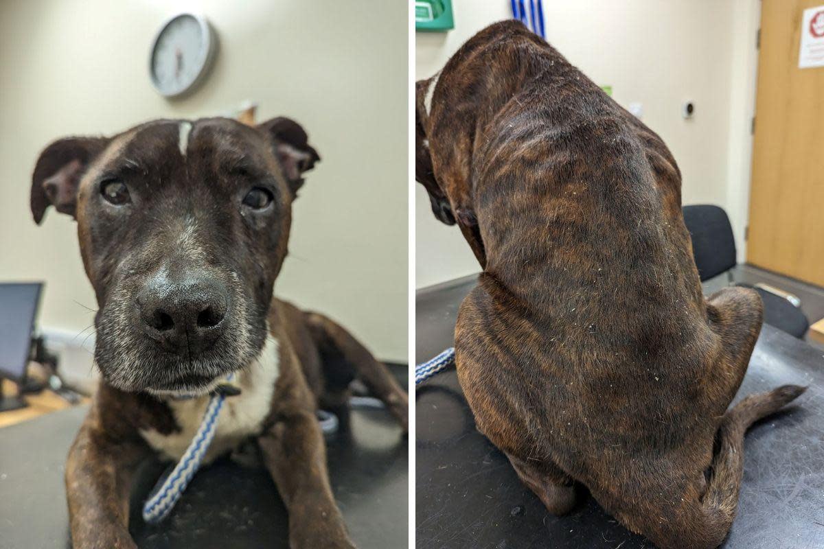 Dozer the Staffordshire Bull Terrier had to be put down due to his condition Credit: RSPCA <i>(Image: RSPCA)</i>