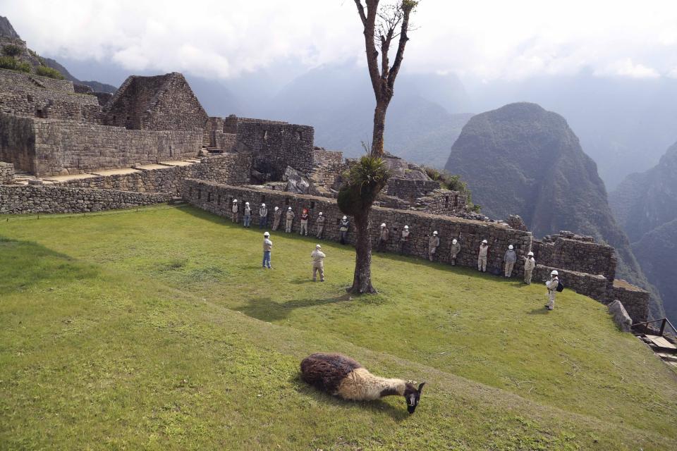 Un llama yace en el césped del sitio arqueológico de Machu Picchu, donde solo se reúnen los trabajadores de mantenimiento mientras está cerrado al público en medio de la pandemia de COVID-19, en el departamento de Cusco, Perú, el martes 27 de octubre de 2020. (AP Foto/Martin Mejia)