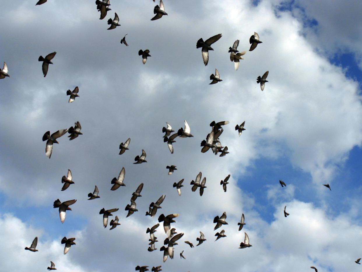 'Culture, life experience and other things can make people very different but in terms of basic biology, we're like the birds': Getty Images