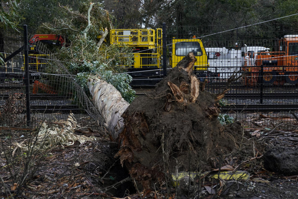 A tree toppled by high winds damaged wires and obstructs the southbound and northbound Caltrain train tracks in Burlingame, Calif., Thursday, Jan. 5, 2023. Damaging winds and heavy rains from a powerful "atmospheric river" pounded California on Thursday. (AP Photo/Godofredo A. Vásquez)