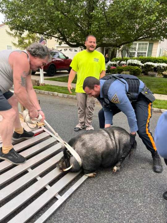 Pumba the pig being escorted by police officers after he escaped a Gloucester County farm. (Credit: Washington Township Police Department)