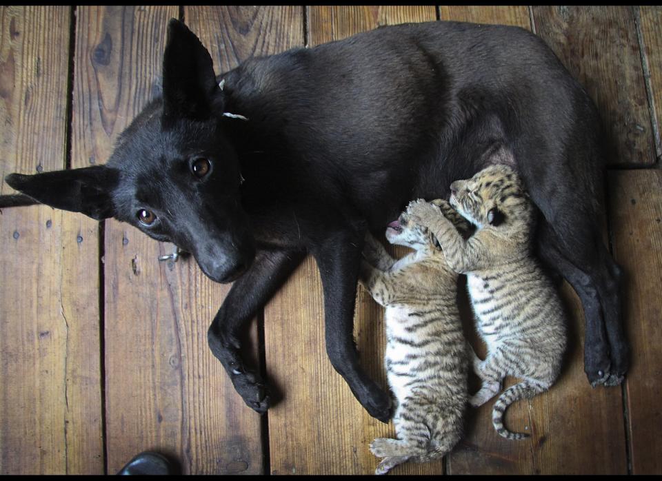 In this photo taken on Thursday, May 19, 2011, a dog nurses two liger cubs at a zoo in Weihai in east China's Shandong province. Cong Wen of Xixiakou Wildlife Zoo in eastern China says four cubs were born to a female tiger and a male lion on May 13. The tiger mom fed the ligers for four days then for unknown reasons abandoned them, she says. Chinese zoo workers brought in a dog to nurse them instead, but two died of weakness. (AP)