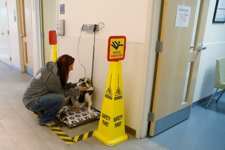 Moose, a six-year-old English Bulldog with B-cell lymphoma, is weighed by his owner in North Grafton