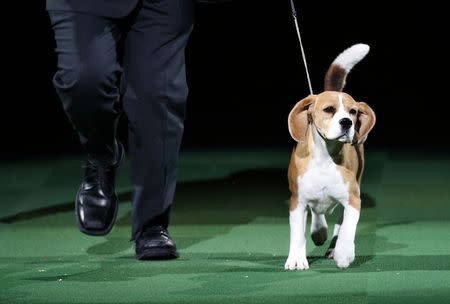 Miss P, a 15-inch Beagle who won "Best in Show", is run by handler William Alexander at the139th Westminster Kennel Club Dog Show at Madison Square Garden in the Manhattan borough of New York February 17, 2015. REUTERS/Mike Segar