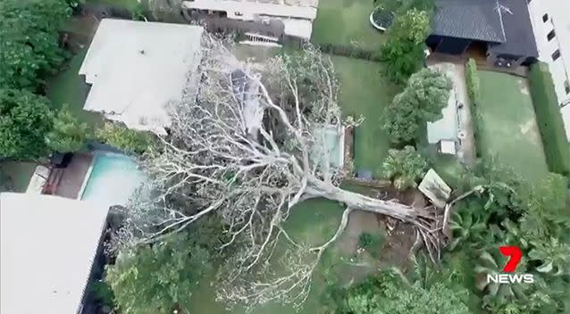 The massive fig fell in the early morning. Source: 7 News