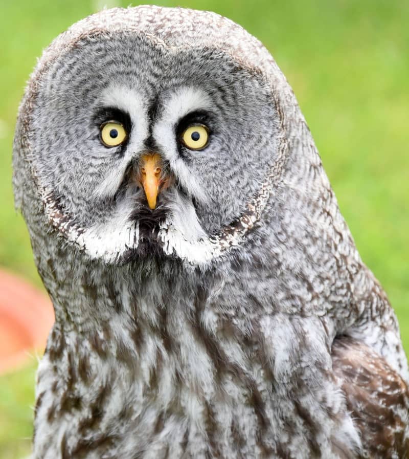 Great horned owls are known for their hunting skills, big yellow eyes, deep hoots and the feather tufts on their heads. They nest as early as January, since their owlets need more time than other young birds to learn to hunt on their own ahead of the next winter. Waltraud Grubitzsch/dpa-Zentralbild