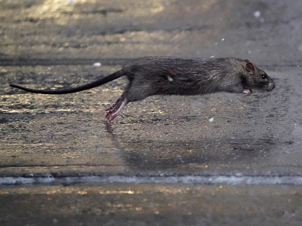 A rat runs across a sidewalk in the Manhattan borough of New York City