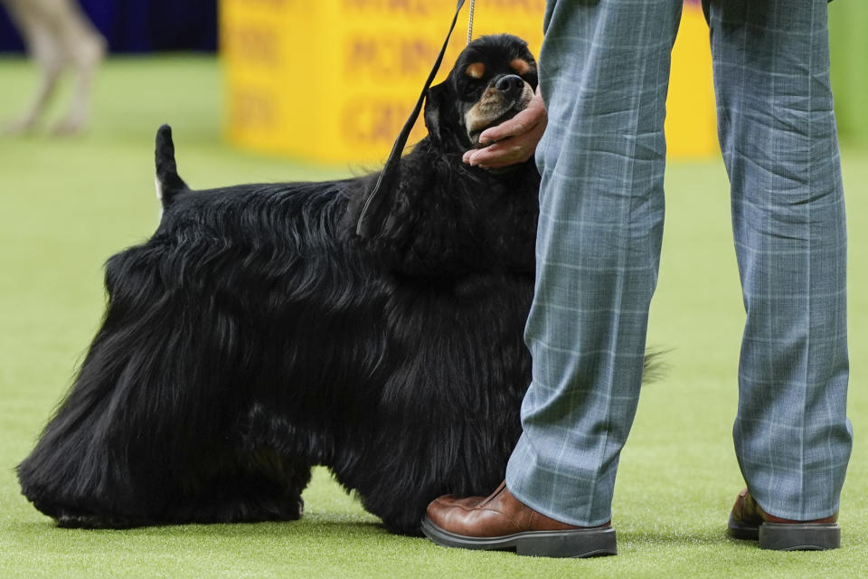 Micah, a black cocker spaniel, is walked during the sporting group competition at the 148th Westminster Kennel Club Dog show, Tuesday, May 14, 2024, in New York. (AP Photo/Julia Nikhinson)