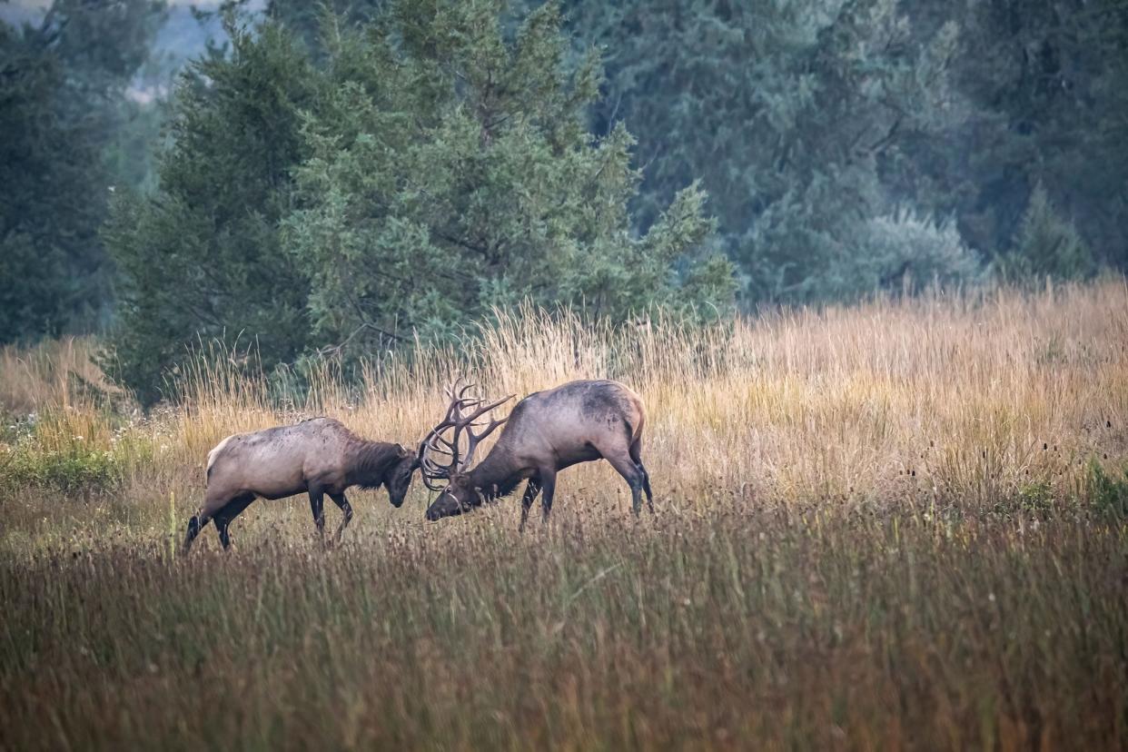 colorado wildlife management