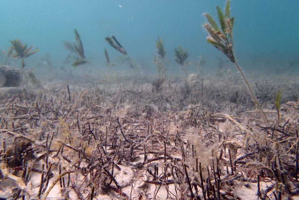 A bed of degraded seagrass, an image provided by FIU researchers who studied sharks in Shark Bay, Australia, and how they can help an ecosystem revive after natural disasters like extreme climate heat or hurricanes.