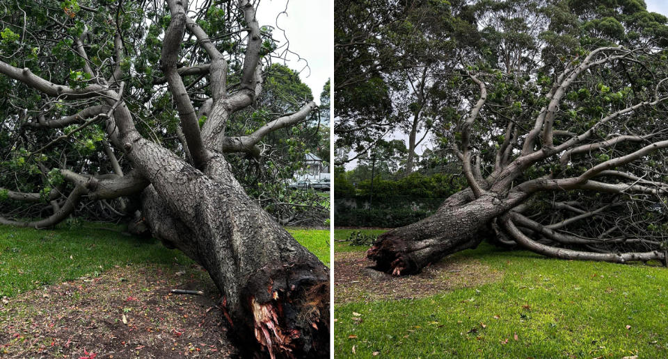 Large Kaffir Tree fallen down in Lambert Park in Leichhardt Sydney 
