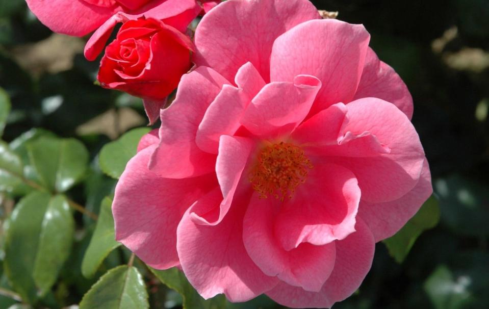 ‘Irene R’ is a bee-friendly shrub rose with informal, mid-pink flowers - Peter Beales Roses