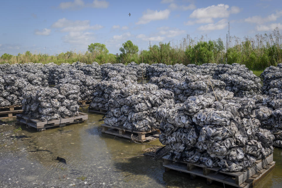 Wood pallets loaded with oyster shells ready to go into the water at the Coalition to Restore Coastal Louisiana oyster shell collection center in Buras, Louisiana., on May 21, 2019. (Photo: Emily Kask for HuffPost)