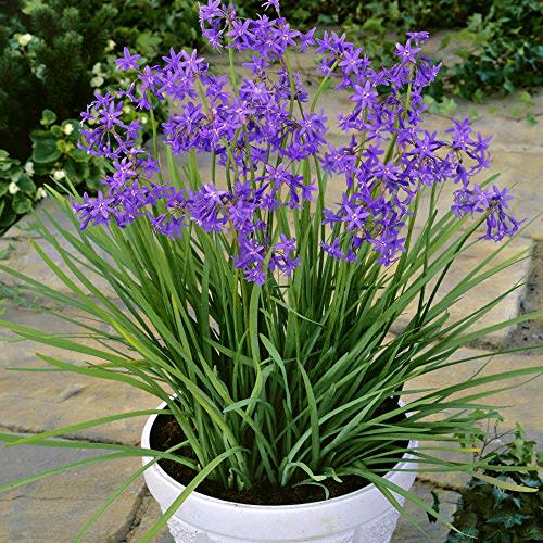 Outsidepride Tulbaghia Violacea Society Garlic Herb Seeds - 100 Seeds