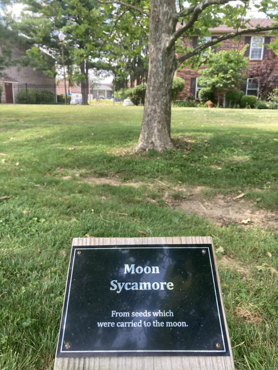 A plaque identifying "Moon Sycamore: From seeds which were carried to the moon" in front of a large tree amid grass and near a house and other buildings