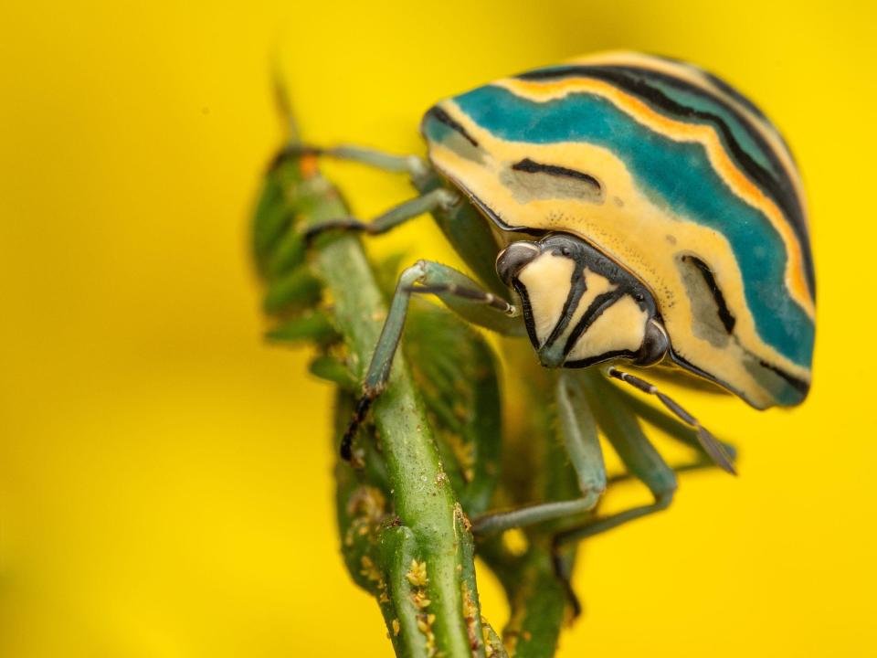 A picasso bug against a yellow background