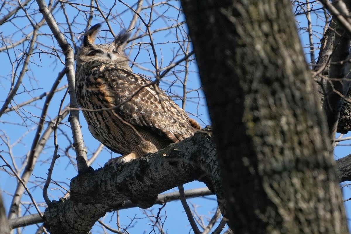 Flaco the owl has been living free in New York City’s Central Park since February  (Copyright 2023 The Associated Press. All rights reserved.)