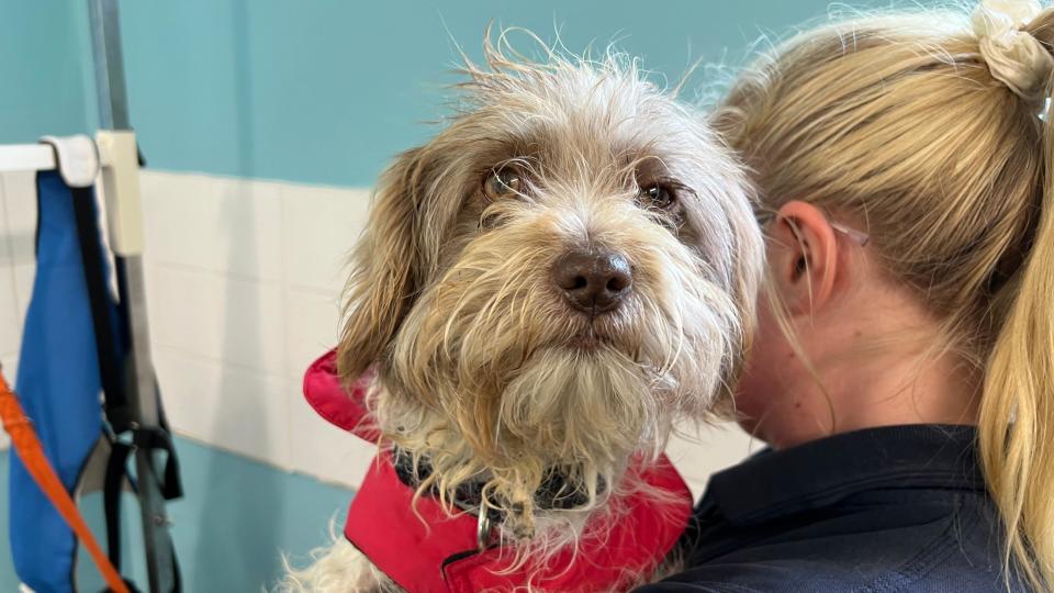 Samantha, the mother of the puppies being held by a woman