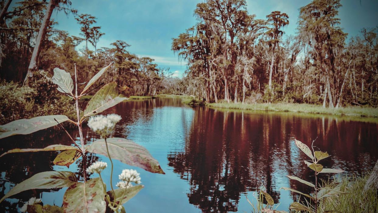 According to Florida Hikes, Palatlakaha River Park protects 23 acres of wetland and scrub habitat between Lake Louisa and Lake Susan.