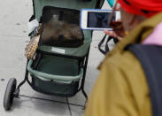 A woman takes a photo of Henry, an African spurred tortoise, as he looks out of his stroller on 110th street in New York, U.S., May 19, 2016. REUTERS/Shannon Stapleton