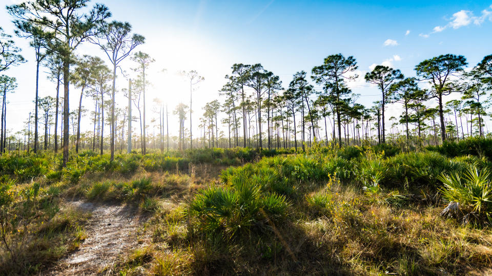 Florida wetlands