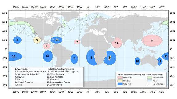 Most populations of humpback whales are no longer listed as endangered, as of September 2016.