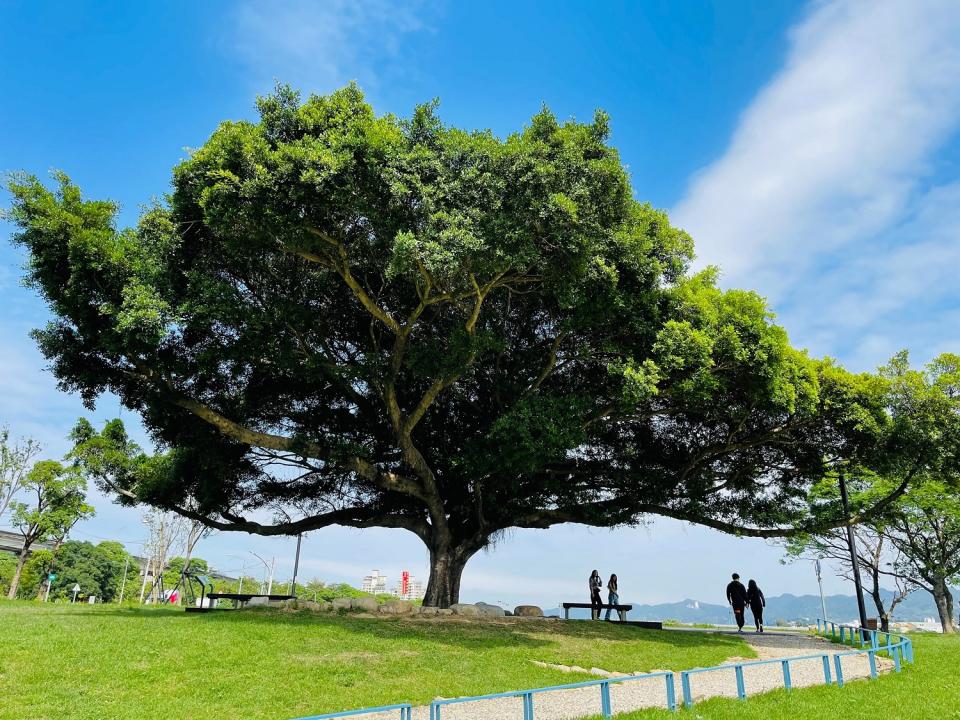 新北市高灘處為沐心池旁的百年大榕樹舉辦網路命名活動。   圖：新北高灘處／提供