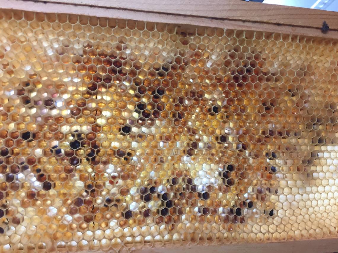 David Auman, president of the Richmond County Beekeepers Association, gets a little bit of purple honey annually, he said. Only every few years does he get enough to separate, jar and sell. 