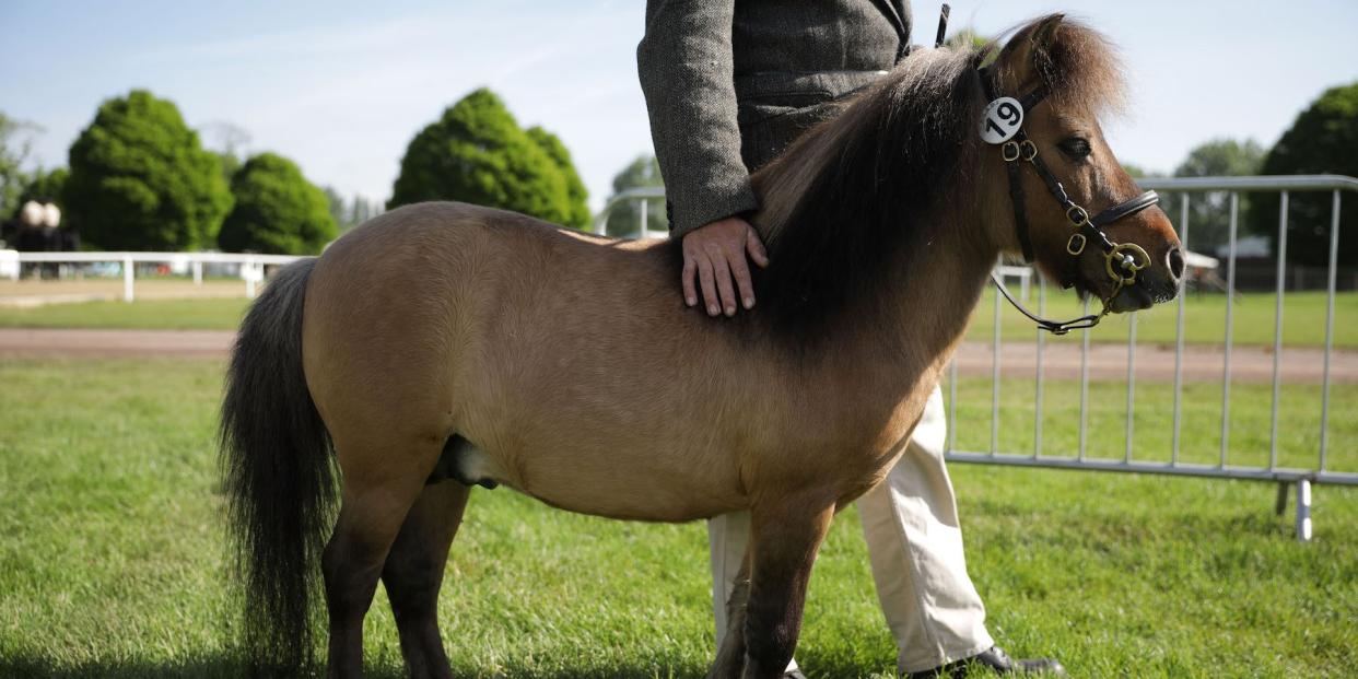 Miniature horse