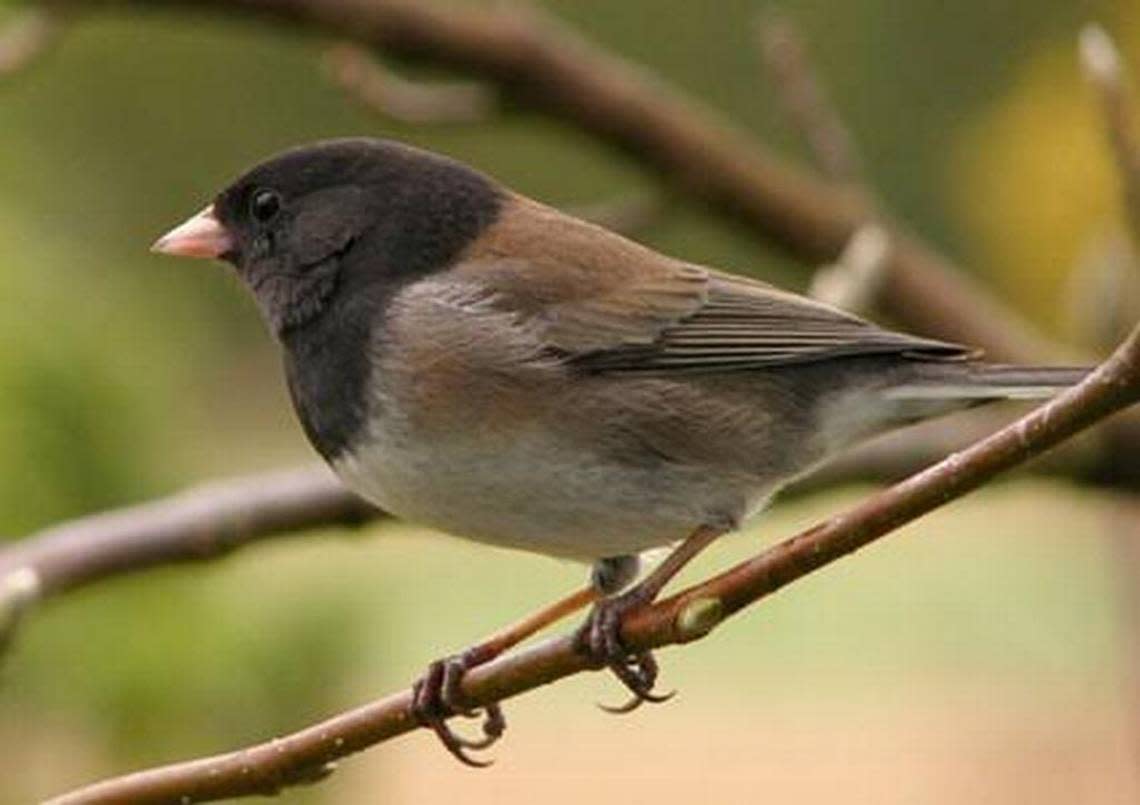 The dark-eyed junco (pictured) was the most observed species in the 2016 “Great Backyard Bird Count.” Take part in the 20th annual GBBC, Feb. 17-20, open to anybody, anywhere, and free, but computer access required at birdcount.org. Also, the Museum of Coastal Carolina, 21 E. Second St., Ocean Isle Beach, N.C., will have a preparatory workshop at 11 a.m. Saturday, with Kurt Hugelmeyer, an avid birdwatcher from Sunset Beach. It’s free with museum admission. 910-579-1016 or museumplanetarium.org. Courtesy photo