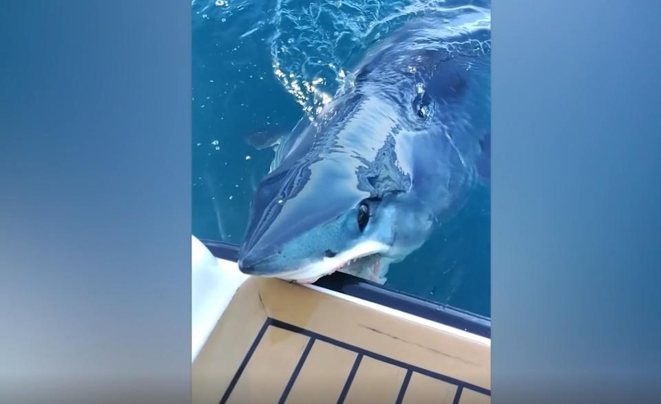 Was für ein Schockmoment! Ein Makohai erschreckt eine Gruppe von Menschen, als er in ihr Boot biss.