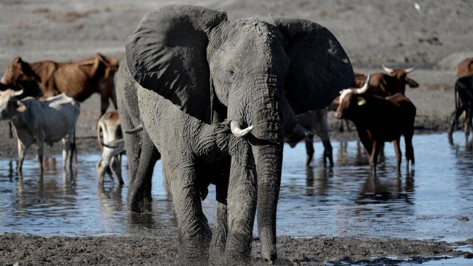 PHOTO: An elephant stands in one of the dry channel of the wildlife reach Okavango Delta near the Nxaraga village in the outskirt of Maun, on September 28,  2019. (Monirul Bhuiyan/AFP via Getty Images)