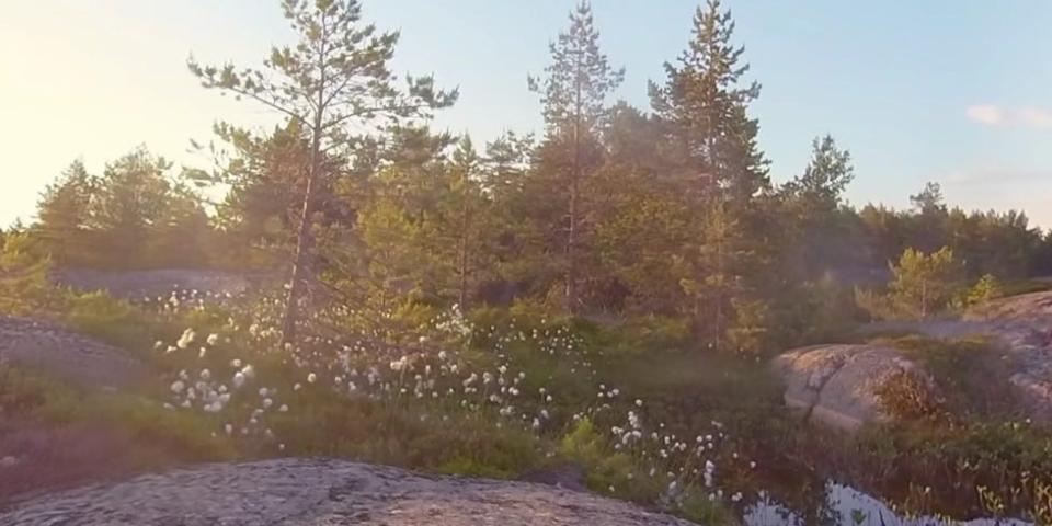 A bunch of pine trees on a rocky landscape in the sunlight.