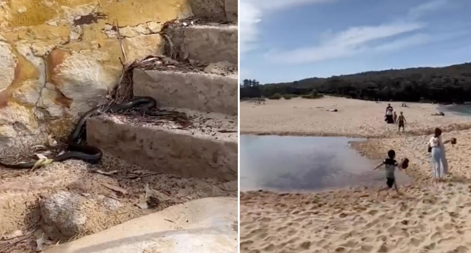 Left one of the snakes sitting on the bottom step. Right are kids playing on the beach just metres away. 