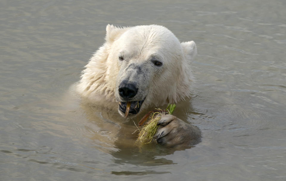 A polar bear at the Yorkshire Wildlife Park in Doncaster keeps cool in a lake, as the park is temporarily closed due to the hot weather as record temperatures hit the UK, Monday July 18, 2022. Britain’s first-ever extreme heat warning is in effect for large parts of England as hot, dry weather that has scorched mainland Europe for the past week moves north, disrupting travel, health care and schools. (Danny Lawson/PA via AP)