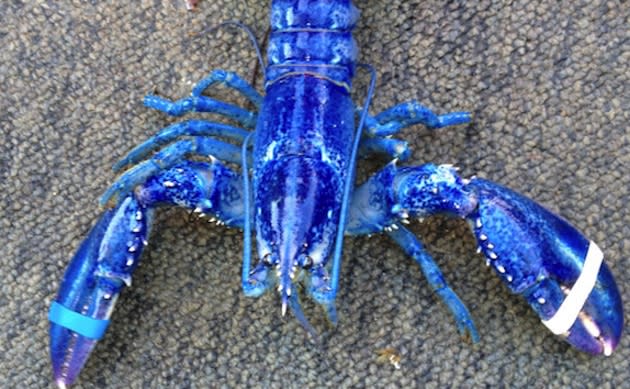 Rare blue lobster caught in Canada