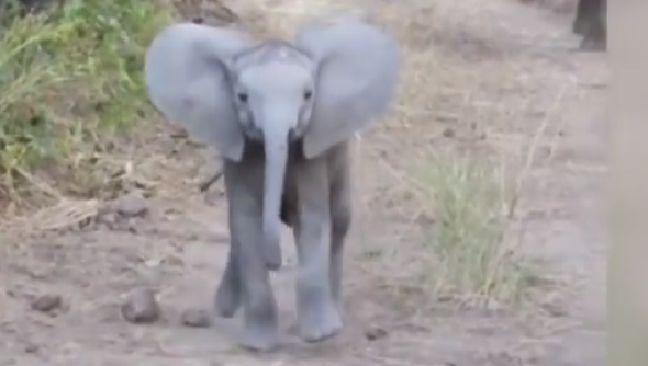 Adorable baby elephant charges tourists - then runs back to mum