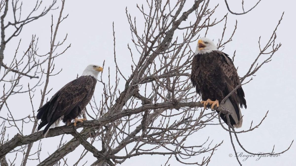 Carillon Park eagles lay first egg of the nesting season