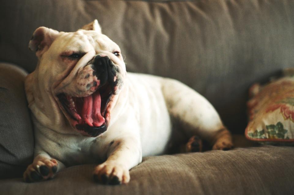 Hunde gähnen nicht nur, wenn sie müde sind. (Bild: Getty Images)