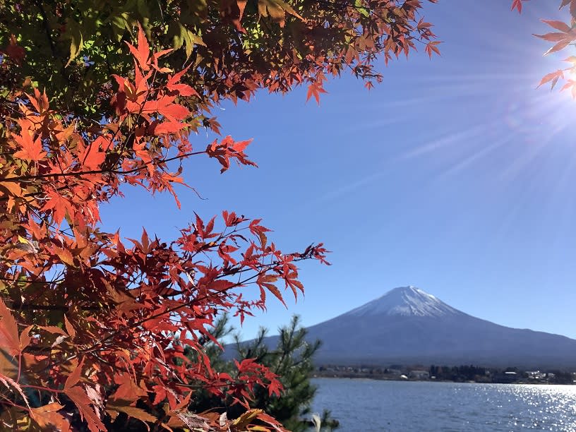 自由行解禁，富士山與紅葉美景就很容易觀賞到了   圖:劉黎兒/攝