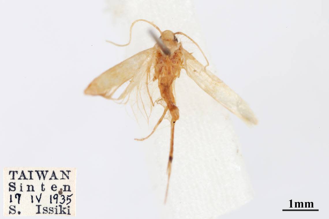 The preserved moth specimen, identified as Pachyrhabda citrinacma, found in the collection of National Taiwan University. Photos from Shen, Su and Hsu (2024)