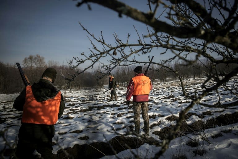 Forbidden in most of western Europe, wolf hunting is allowed from July to April in Serbia, where wolves are not endangered