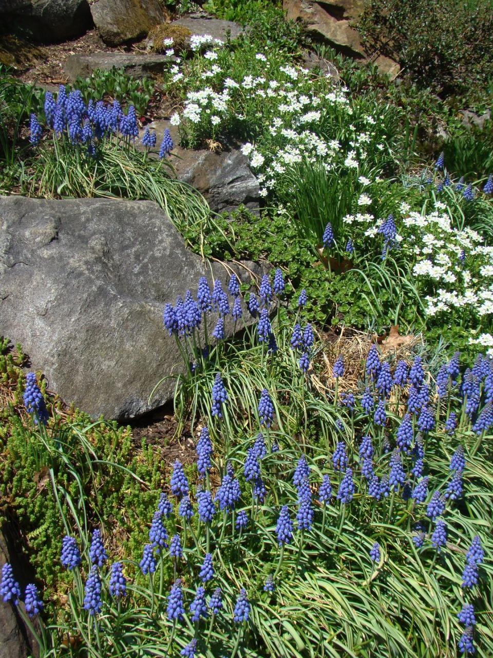 rock and flowers