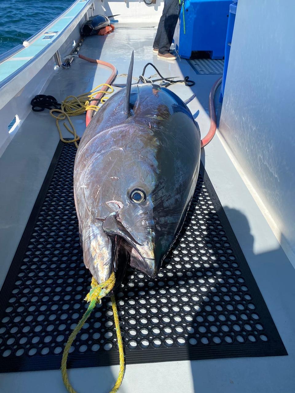 A bluefin tuna landed at Jeffreys Ledge by Figment out of Rye Harbor.