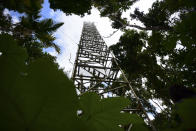 En esta imagen, tomada el 13 de febrero de 2019, se muestra una torre que permite supervisar parte de la selva tropical de El Yunque, en Río Grande, Puerto Rico. Investigadores en El Yunque, la única selva tropical supervisada por el Servicio Forestal de Estados Unidos, están realizando estudios controlados sobre cómo responden las plantas a las altas temperaturas combinadas _ desde el catastrófico paso del huracán María _ con un clima severo. (AP Foto/Carlos Giusti)