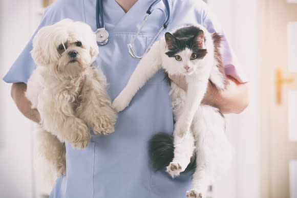 A small dog and a cat in the arms of a veterinarian